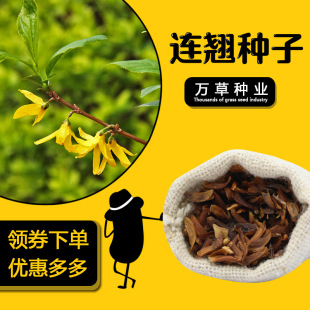 专业出售各种林木花卉种子优质连翘种子连翘籽矮枝鲜黄绿化籽-阿里巴巴