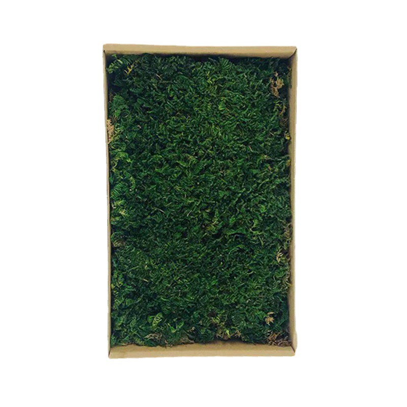 永生苔藓大灰藓植被苔藓枯山水景观装饰青苔草皮绿植墙干花背景墙