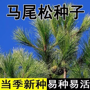 �Rβ�ɷN���²��ɘ�N���Rβ����С���������ӷN�Ӹߴ��ɘ�N��
