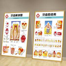 牙科宣传挂画口腔医院诊所墙面装饰广告牙齿结构解剖图片海报贴纸