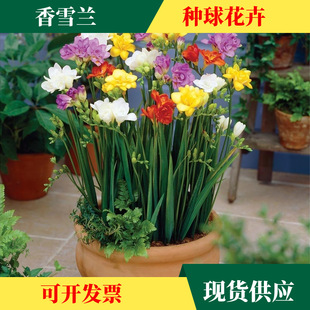 Wholesale Double-Flowered Alyssum Bulbs, Freesia Seeds, Flower Potted Plants, Courtyard Plants, Easy to Live in All Seasons, Strong Fragrance