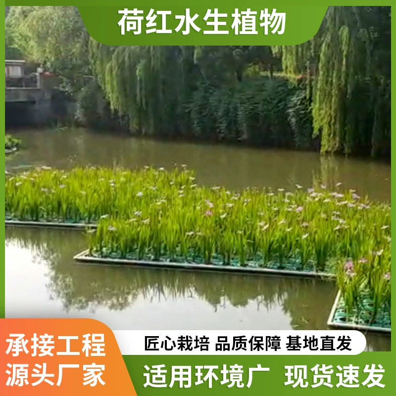 Экологические плавающие островные растения Плавучие ложе искусственные плавающие островные ландшафты