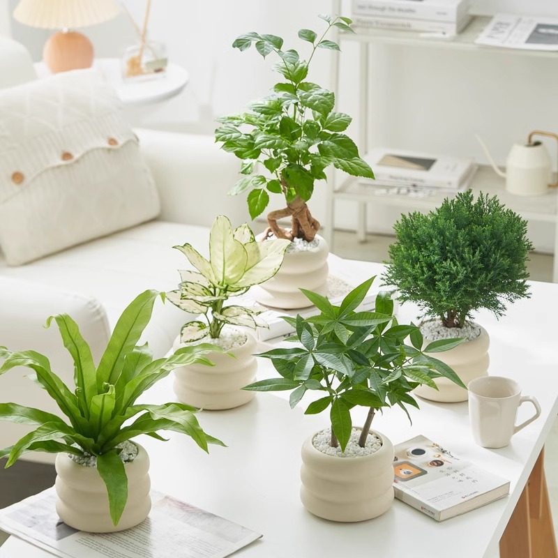 Low-Maintenance Green Plants for Indoor Office Desktop Decoration, Small Living Room Nordic Style Plants, Living Room Flowers