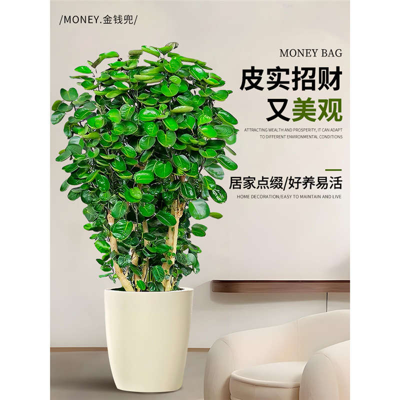 Money Tree Potted Plant with Round Leaves, Suitable for Living Room or Office, Easy to Care For, Green Plant for All Seasons