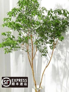 �R��ľ�R��ľˮ��ֲ���҃ȾGֲ�r�����Ե��R�͏dˮ�BС�����ձ�