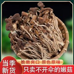 地摊货源干货茶树菇 不开伞茶树菇 农家食用产品袋装茶树菇干批发