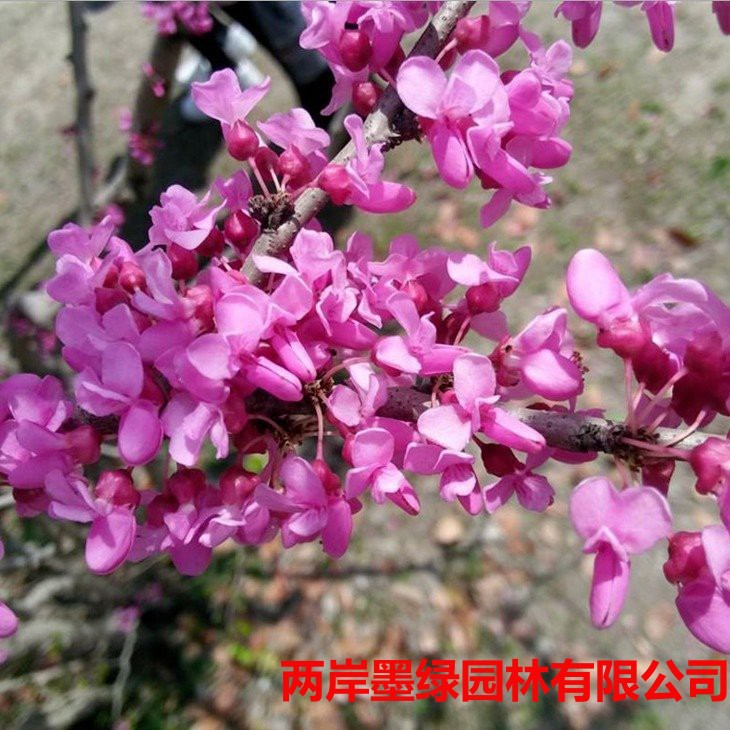 供应 紫荆苗 紫荆花_主图04