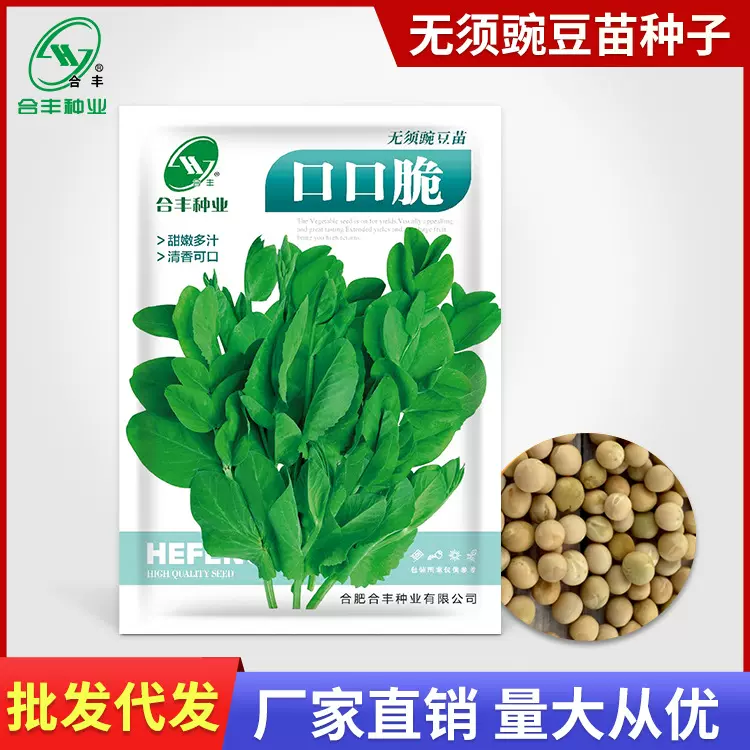 口口脆豌豆苗种子 无须豌豆尖种籽栽种简单四季蔬菜种籽厂家批发