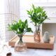 Mosquito Repellent Bamboo and Cypress Hydroponic Plants Indoor Water Culture Green Plants Flower Potted Office Desktop All Year Round Mosquito Repellent Bamboo Wholesale