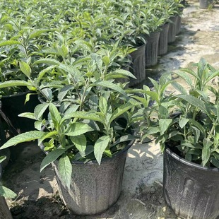 ���~��2�Ӂ� �ر�����ֲ�� �����M���^�p�� �ɶ��@�־G��������ľ