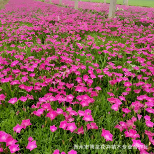 European Carnation Four-Season Flowering Lawn Cold-Resistant Flower European Carnation Cup Seedlings Community Park Greening Project Seedlings Wholesale