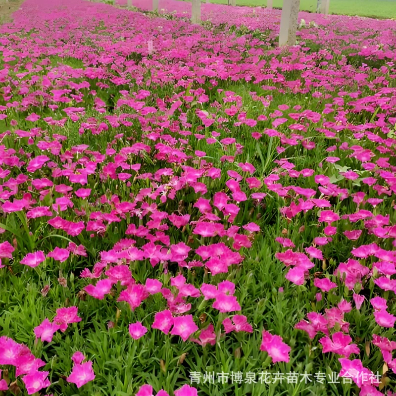 Европейский каменный кресс цветет в любое время года, газонные морозостойкие цветы, рассада европейского каменного кресса, оптовая продажа рассады проекта по озеленению общественного парка.