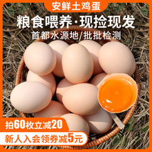 密农人家正宗农村散养土鸡蛋五谷杂粮新鲜本地柴鸡蛋月子蛋草鸡蛋
