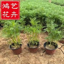 波斯菊花苗四季开花室内外阳台带花苞庭院盆栽绿植耐寒花卉绿化苗