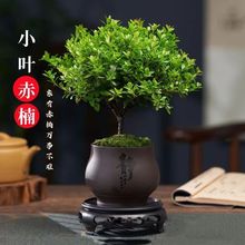 小叶赤楠老桩盆栽盆景迷你植物室内花卉办公室桌面小绿植好养四季