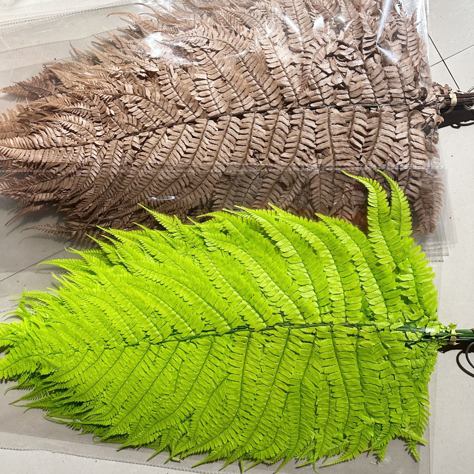 Eternal Life Fern Leaf DIY Money Fern Snow Fern Preserved Flower Decoration Flower Arrangement Leaf Material Wholesale