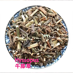 ���lţϥ��  ������ Hyssopus ����� �����l