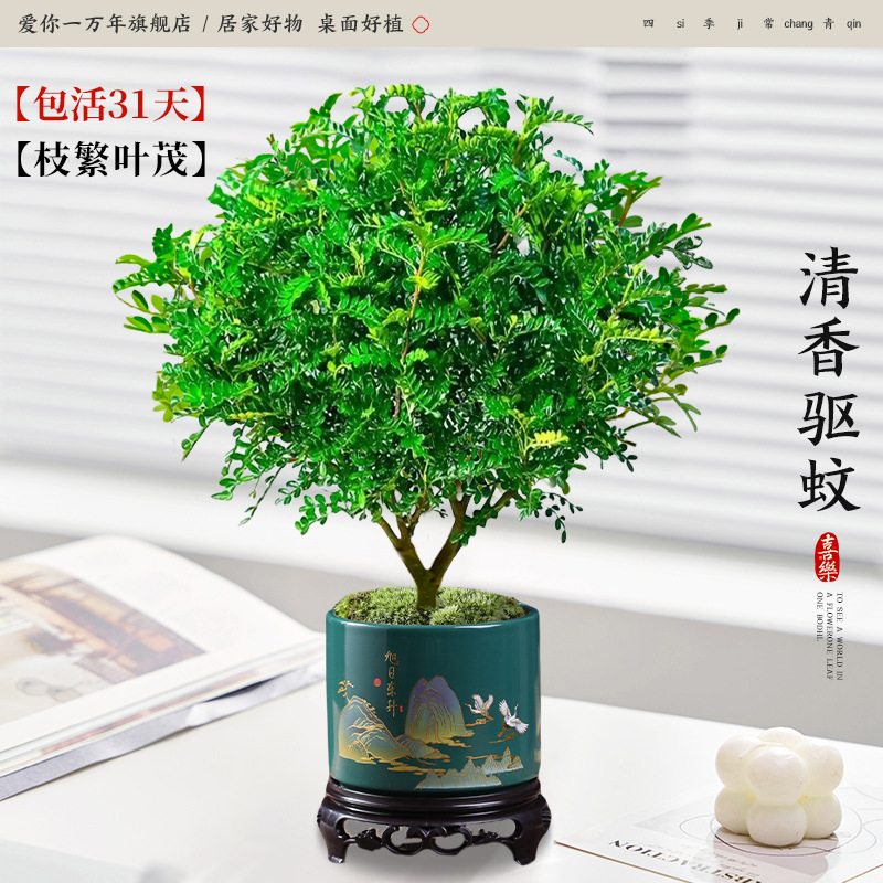 고급 향기로운 고추나무 + 떠오르는 태양 도자기 세면대 + 원형 베이스 (포장석 + 영양 함유)