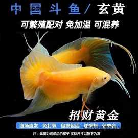 中国斗鱼黄金玄黄金斗鱼活体活鱼金鱼好养耐养冷水淡水观赏鱼