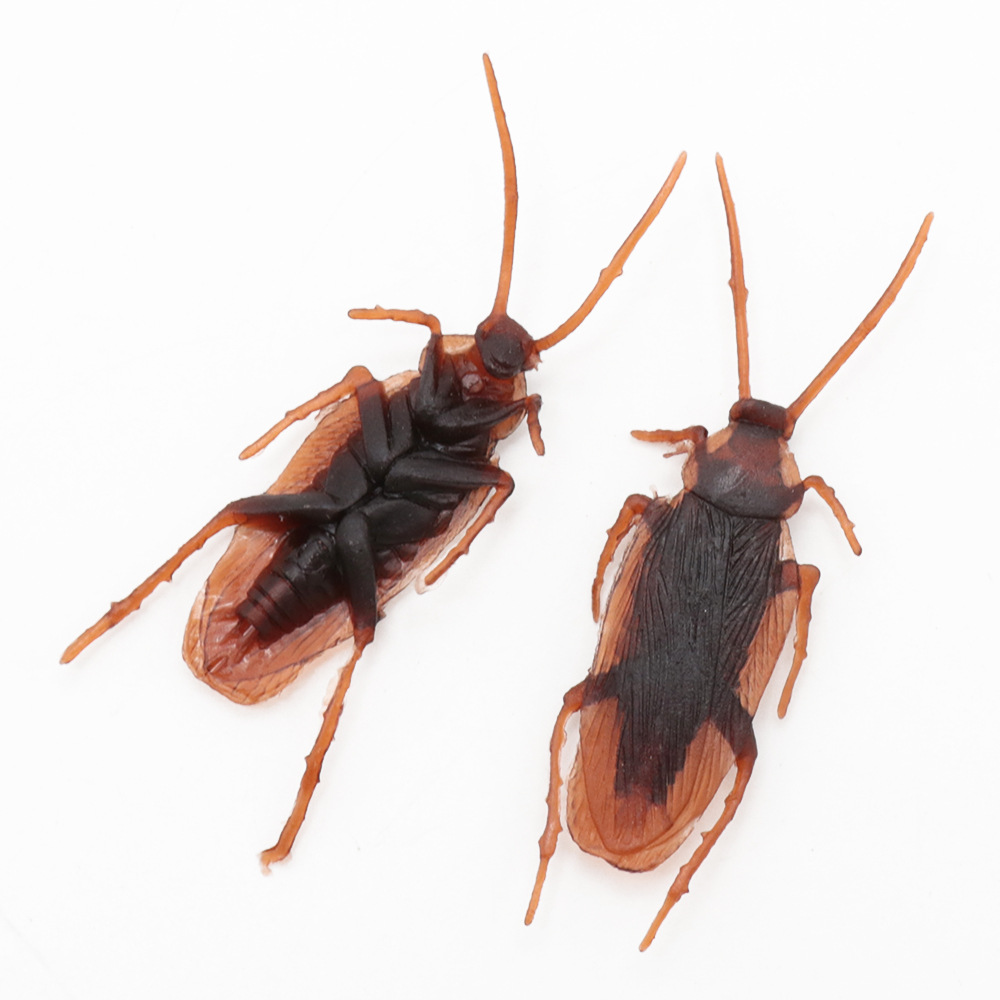 다크 브라운 바퀴벌레 (7x2)