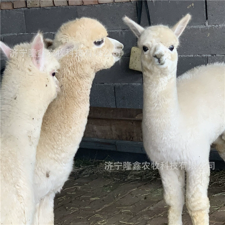 Где находится ферма альпаки, чтобы обеспечить живописную местность