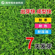 草坪种子混播四季青黑麦草狗牙根早熟禾高羊茅剪股颖护坡固土绿化