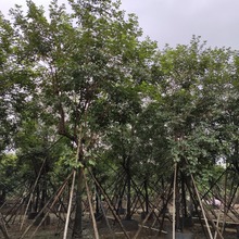 大型绿植行道树全冠黄花风铃木胸径15-16厘米楼盘高品质观花乔木