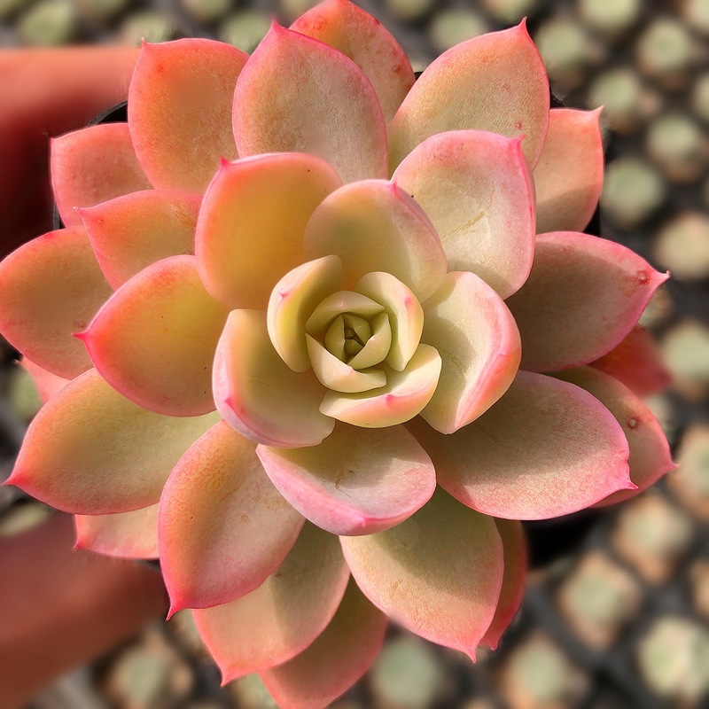 실크베일 4~5cm (플라스틱 화분으로 배송이 용이합니다)