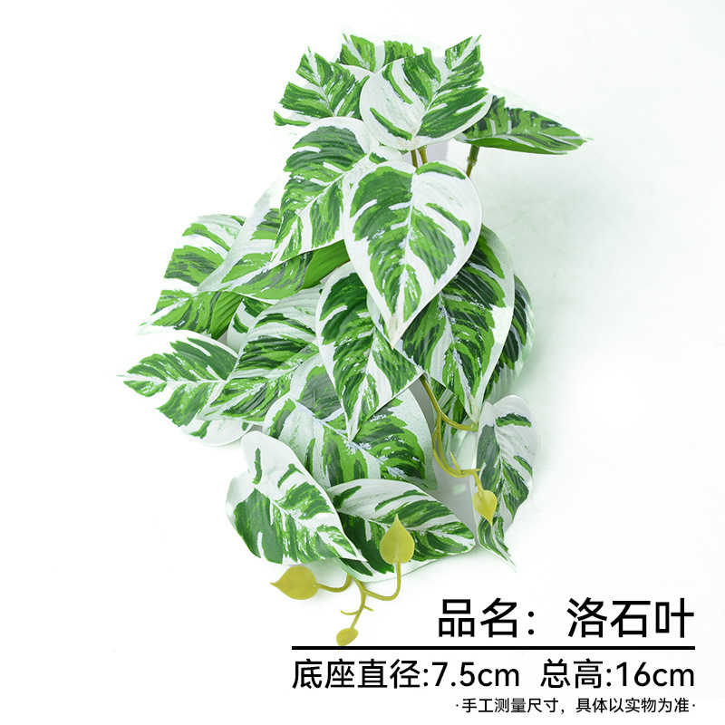 루오시예