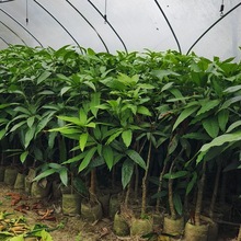 芒果树果树果树苗基地直销乔木灌木大树树苗工程绿化苗木批发