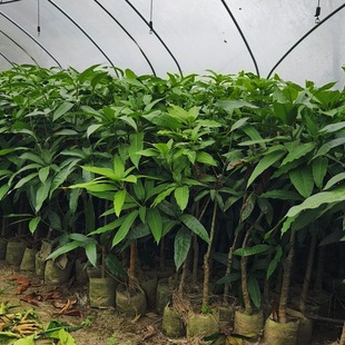 â���������������ֱ�N��ľ��ľ�����繤�̾G����ľ���l����