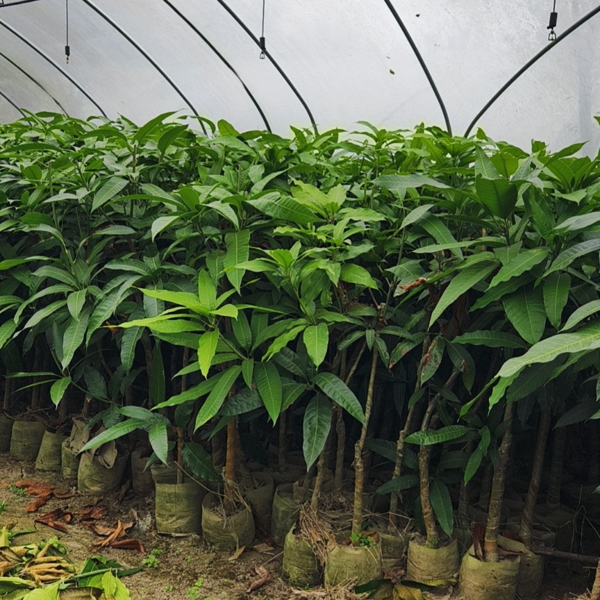 芒果树果树果树苗基地直销乔木灌木大树树苗工程绿化苗木批发