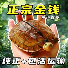 南石金钱龟苗观赏招财宠物石龟大小乌龟活体北石黄金龟活物