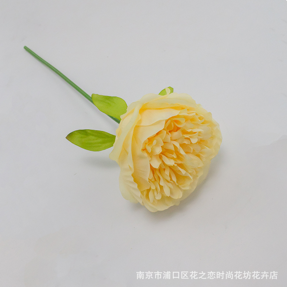 싱글 호스 모란(연한 노란색)