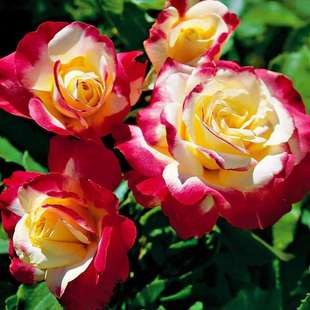 Double Happiness Rose Seedlings, Blooming Rose Seedlings, Four-Season Potted Florals, Climbing Plants, Vines, Rose Trees, Green Plants