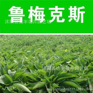 ���l��÷��˹�N�����ݷN�ӠI�B�S���ͺ��ͺ����}�|�|���r���·N