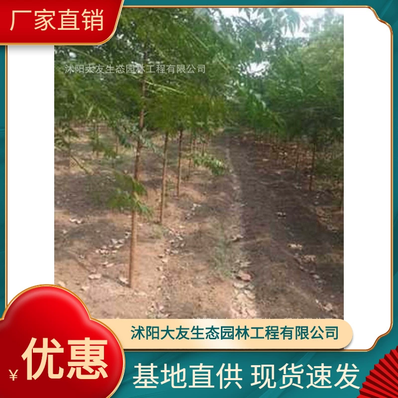 База оптовая продажа деревьев собственного производства и собственной продажи, горькие деревья, саженцы, горькое дерево нима живописной местности, ландшафтный дизайн дороги, ландшафтный дизайн Инженерия, озеленение саженцев