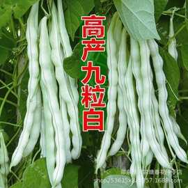 九粒白芸豆种子豆角种籽四季豆架豆种春秋季蔬菜种孑农家田园