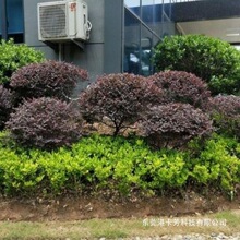 红花继木树苗常绿耐寒 庭院园林绿化苗红花檵木 色块灌木开花植物