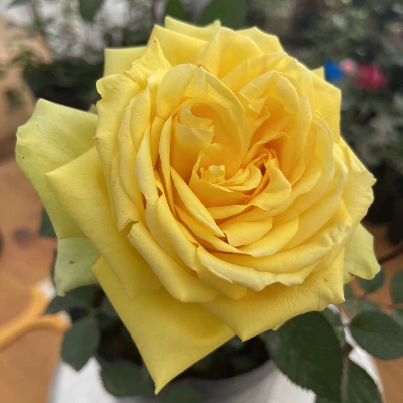 Балкон Маленькая Роза Лео Роза Созвездие серии Four Seasons Разноцветочная Роза Рассада Зеленая посадка Двор Терраса Цветы