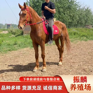 哪里有德保矮马 养殖马厂家成年骑乘马 蒙古马 伊犁马 阿拉伯马