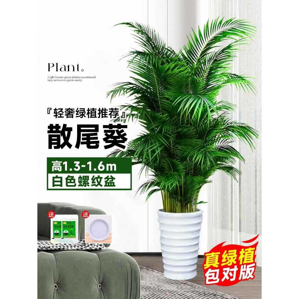 [Door to Door Delivery] 고품질 느슨한 꼬리 해바라기 1.3- 1.7m 그루★나사형 세면대 + 무료 트레이★사계절 상록수 애완동물