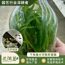 ��ʯ�� 4618 ����ƿ���׳ɻ�M��С���҃������Ի�������r��