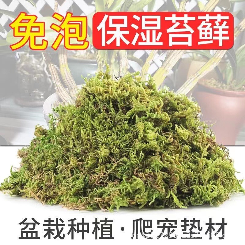 Wholesale dried Moss Moss Moss Moss butterfly orchid succulent Dendrobium nutrient soil seedling grafting Turtle winter sleeping cushion