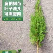 ؘ Ȱ֦شɰؘ~ӿѬDļ