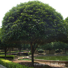 ���l�𻨘� 12-15cm�ߗU����r�� �d������ֱ��