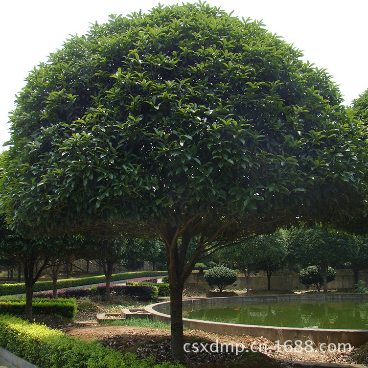 Оптовые поставки саженцев османтуса Хунань 8-10 см, золотистые османтусы августа для садовых деревьев и дворов