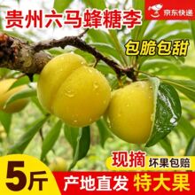 �F���������R���������r5��������Ó�������悌����|���\