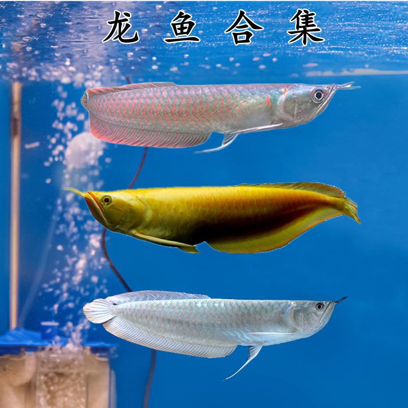 龙鱼观赏活鱼银龙鱼七彩龙鱼红眼黄化银龙热带鱼苗发财鱼活体宠物