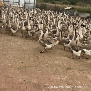 �r��ɢ�B���ڴ������Z��������w���ڪ{�^�ZÓ���Z���N�{�^�Z��